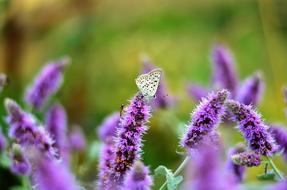 goodly Flower Nature