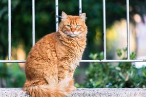 Lovely Sun Cat red