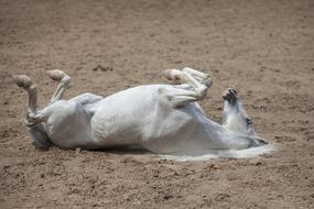 Horse white funny