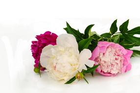 three multi-colored peonies on white