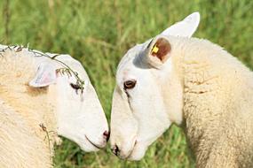 portrait of Two Sheep Lovers