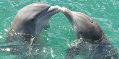 two Dolphins kissing