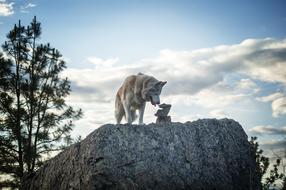 Siberian Husky Dog stone tree