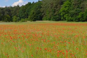 meadow of poppies