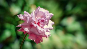 beautiful curly pink rose