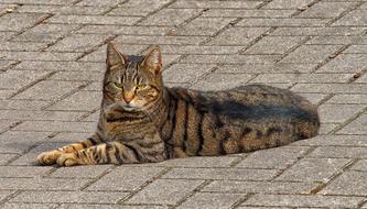 photo of a tabby cat on a pavement