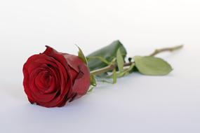 burgundy rose lies on a white table