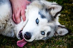 Dog Blue Eyes