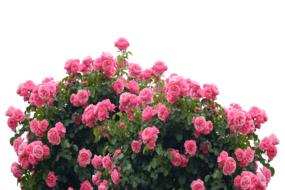 photo of a blooming rose bush on a white background