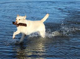 Labrador Playful Water dog