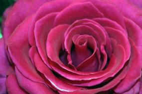macro photo of a velvet pink rose