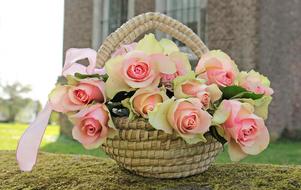 beautiful fresh Roses in Basket outdoor