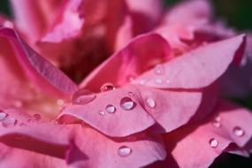 Rose Leaves Pink and water drops
