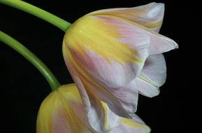 Tulip Cup on black background
