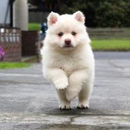 running fluffy puppy