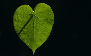 green leaf in light on black background