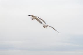 amazing Seagull Birds Flying