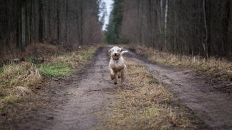 ravishing Dog Forest