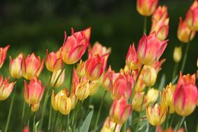 photo of yellow-pink tulips on the field