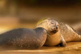 photo of two seals in love on the beach