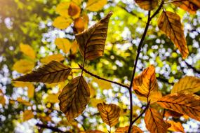 Leaves Autumn and sun