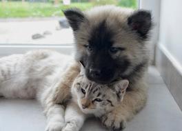 friendship of puppy and kitten