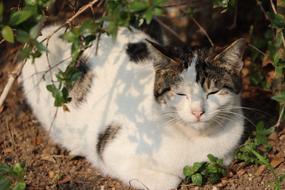 Beautiful Cat relax