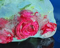 roses in ice