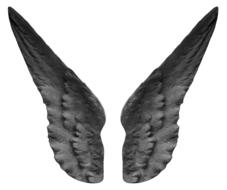 isolated wings