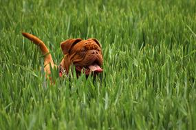 dogue de bordeaux running on the green meadow