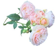 Bouquet of pink Roses at white background