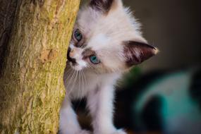 Cat Pet tree