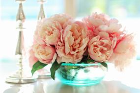 amazing Peonies Flowers