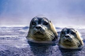 Seal Grey North sea
