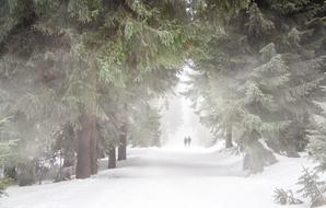 People walking among the plants among the snow in winter among beautiful fog