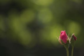 two pink rose buds at blurred green background