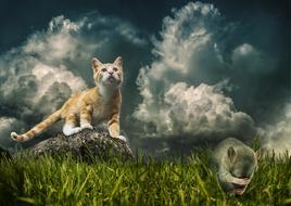Cat Mouse Prey drawing