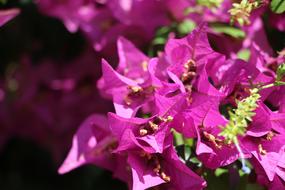 Beautiful pink flowers under Sun