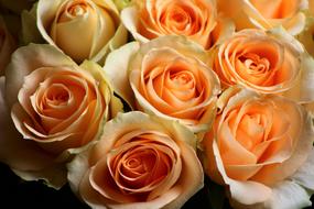 macro photo of a bouquet of orange roses