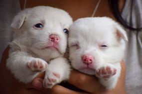 charming Puppies Dog