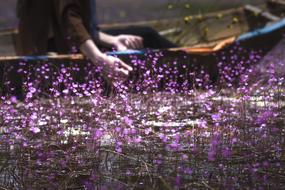 United Turkish Rolling Purple flowers