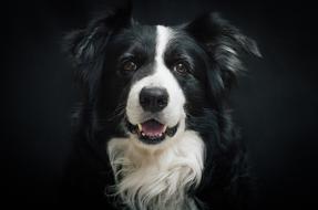 black and white border collie