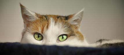 face of tricolor Cat with green eyes