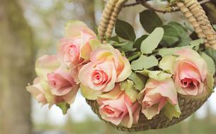 bouquet of delicate roses in a basket