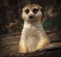 photo of a cute meerkat