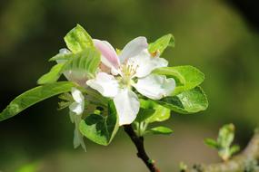 Apple Flower Spring