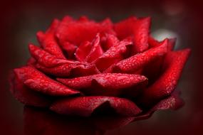 Beautiful red rose in water drops