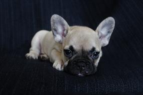 french bulldog puppy lies on the sofa