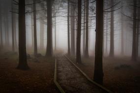 Pine Forest Road fog