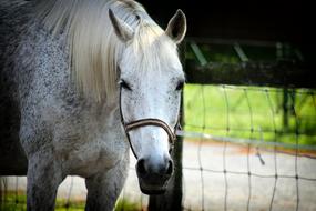 goodly Horse Head Love
